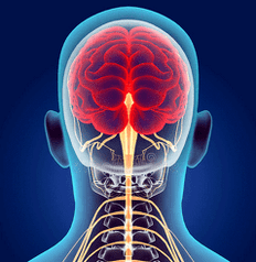 Représentation des canaux nerveux du rachis cervical