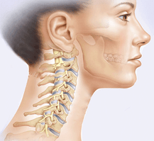Représentation du rachis cervical